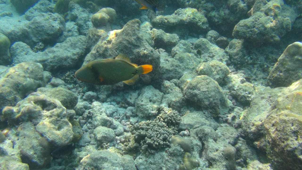 Sport & Freizeit Adaaran Select Meedhupparu Island Resort - Premium All Inclusive