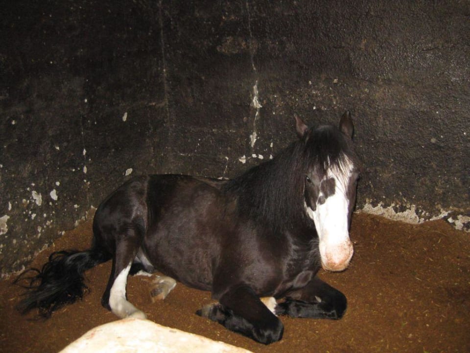 Reitstall Sahara Beach Aquapark & Resort