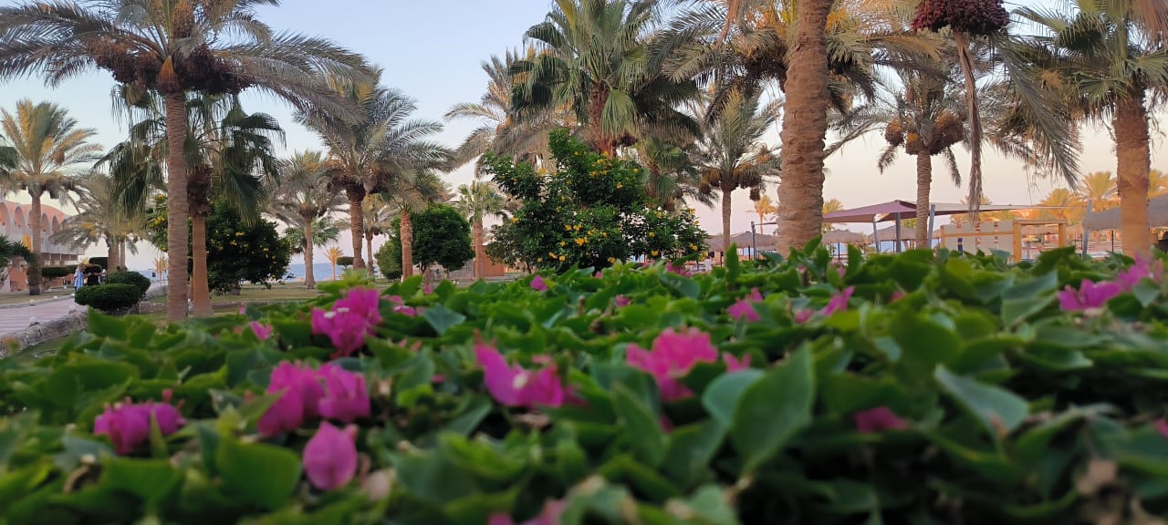 Gartenanlage Three Corners Sea Beach Resort