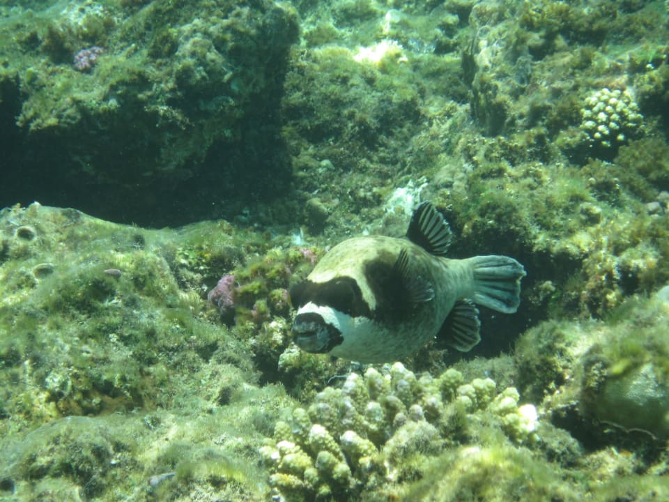 Strand Malikia Resort Abu Dabbab