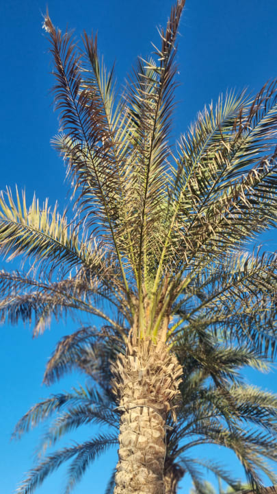 Gartenanlage Lazuli Hotel Marsa Alam