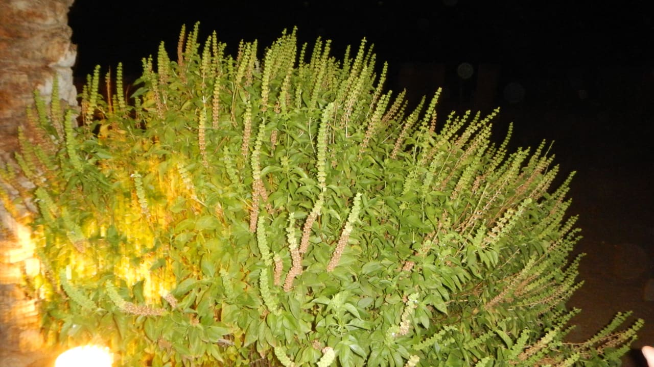 Basilikum Riese Makadi Spa - Adults only