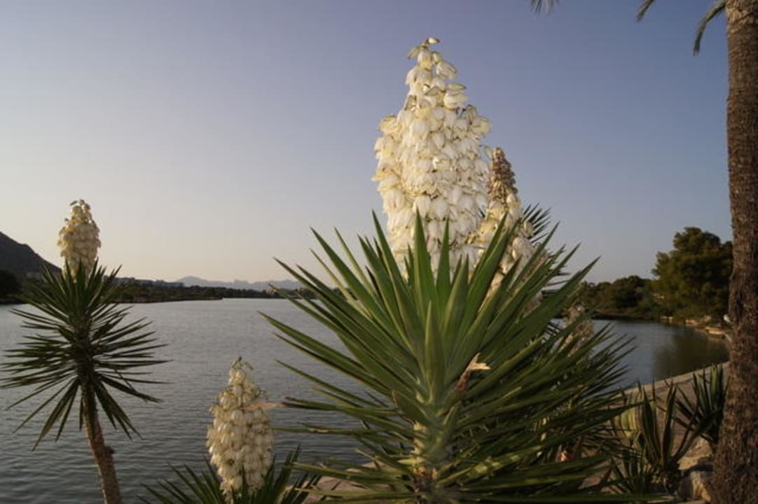 Ogród z widokiem na jezioro VIVA Eden Lago