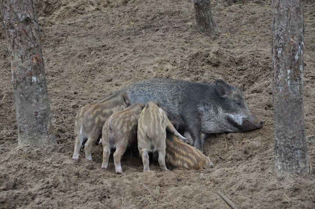 Ostoja żubrów Dworek nad Łąkami Kiermusy