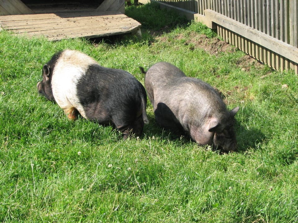 Schweine Bauernhof Liendl