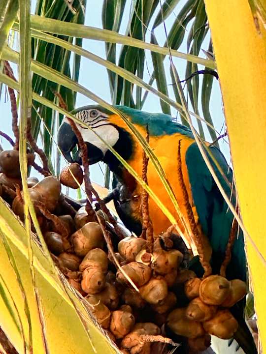 Gartenanlage Cocoon Maldives