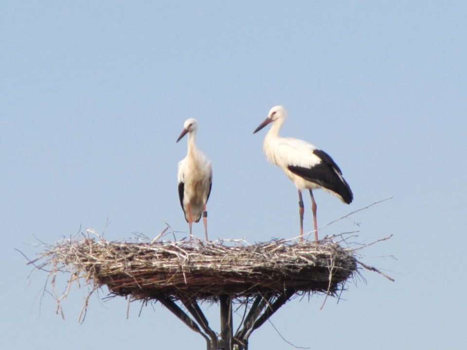 Zum Hotelfenster hinaus  Hotel Castillo Alcazar Europa-Park