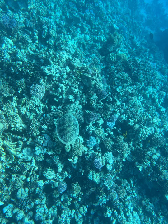 Strand Makadi Spa - Adults only