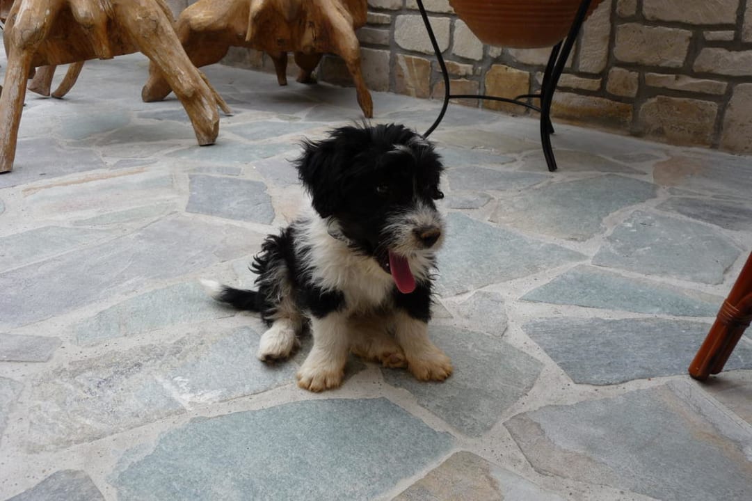 Hotelhund Forest Hotel Forest Park