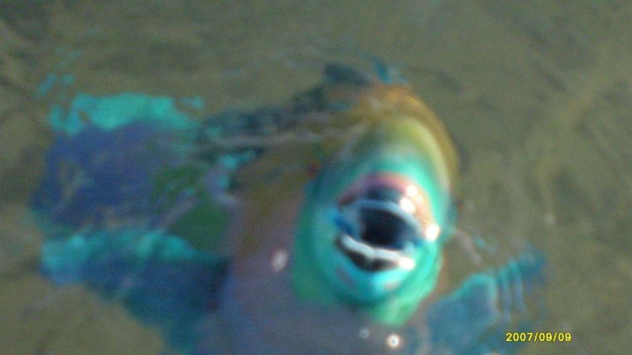 Direkt am Steg Ghazala Gardens