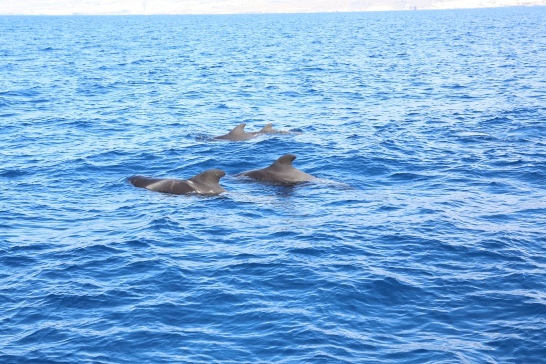 Noch heile Welt im Meer. Adrián Hoteles Colón Guanahaní - Adults only