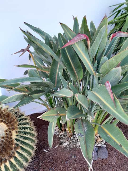 Gartenanlage Hotel Riu Palace Jandia