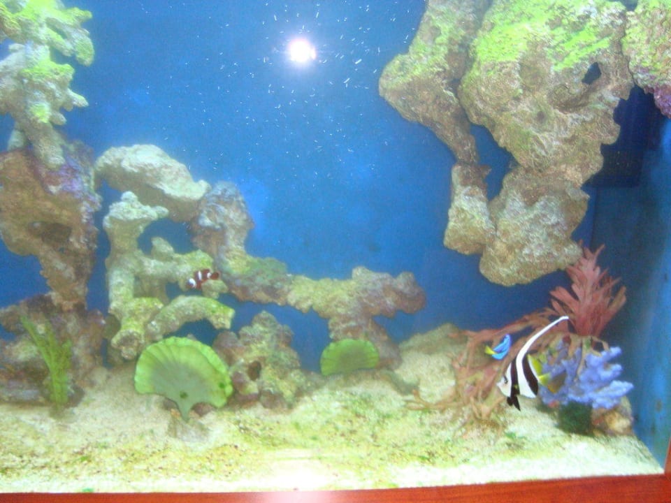 Unterwasserwelt in der Lobby Hotel Aquarius Spa