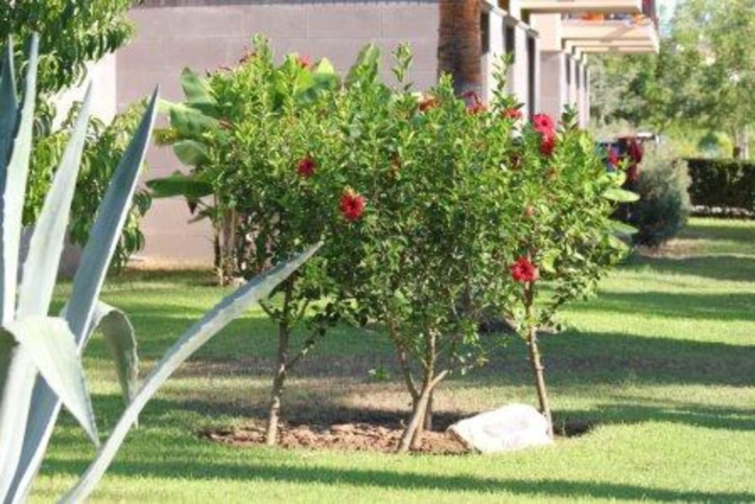 Gartenanlage TUI BLUE Palm Garden