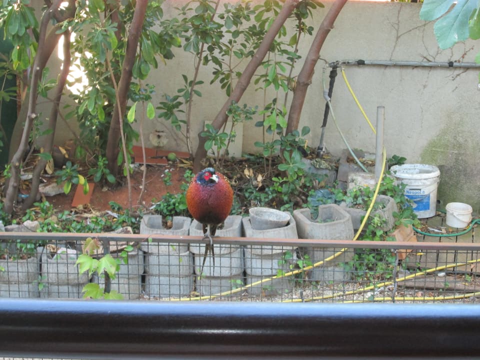 Ausblick Maistra Select Island Hotel Istra & Maistra Select All Suite Island Hotel Istra