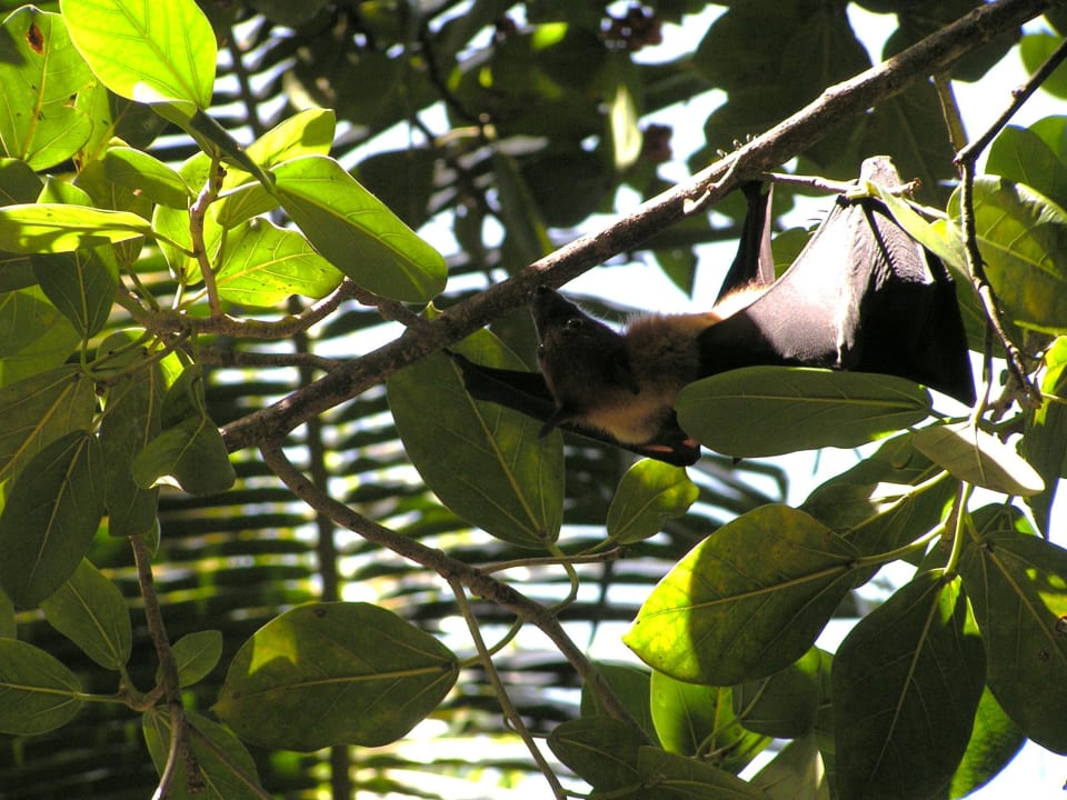 Tiere Kuredu Island Resort & Spa