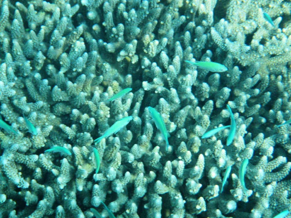 Schnorcheln im Riff Kuredu Island Resort & Spa