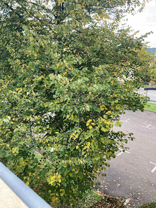 Außenansicht Best Western Hotel Jena