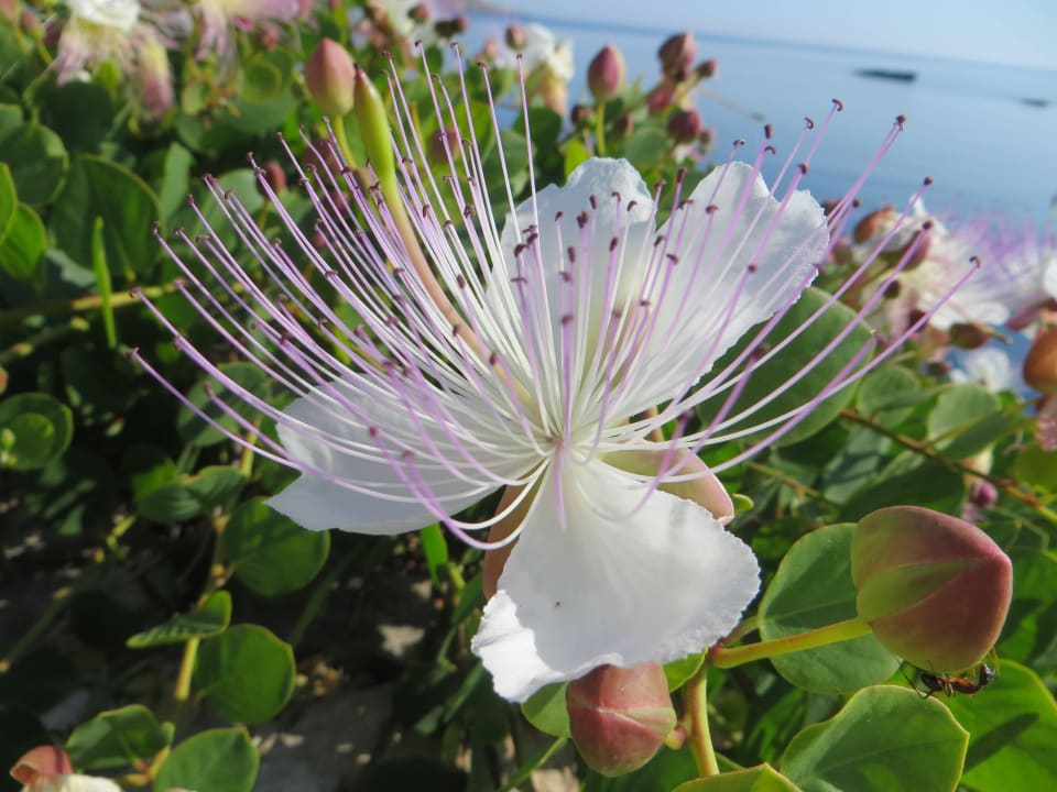 Blühende Kapern vor dem Bungalow Comino Hotel & Bungalows