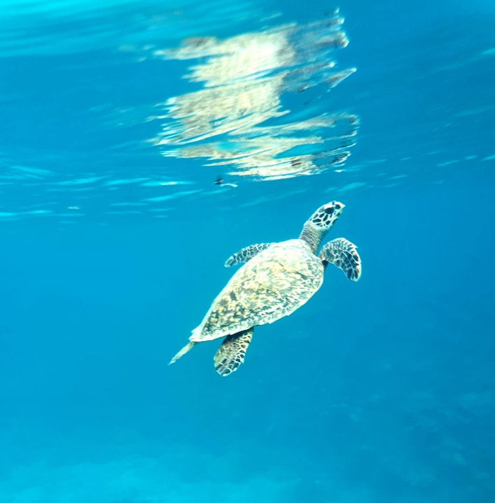 Sport & Freizeit Cinnamon Hakuraa Huraa Maldives