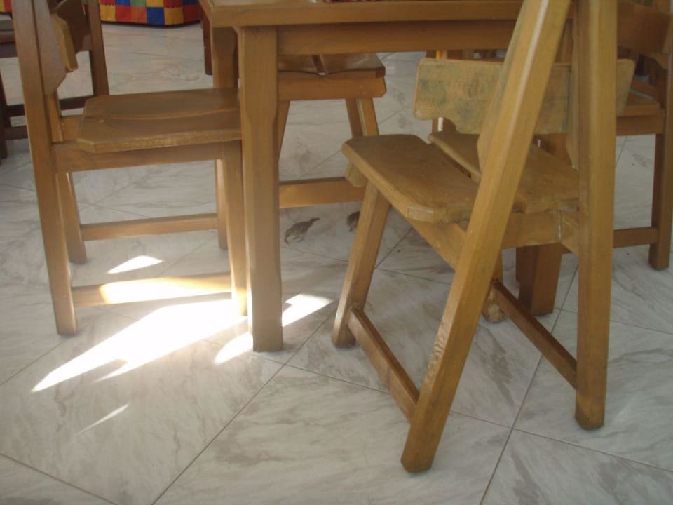 Vögel flogen im Restaurant umher! Ghazala Beach