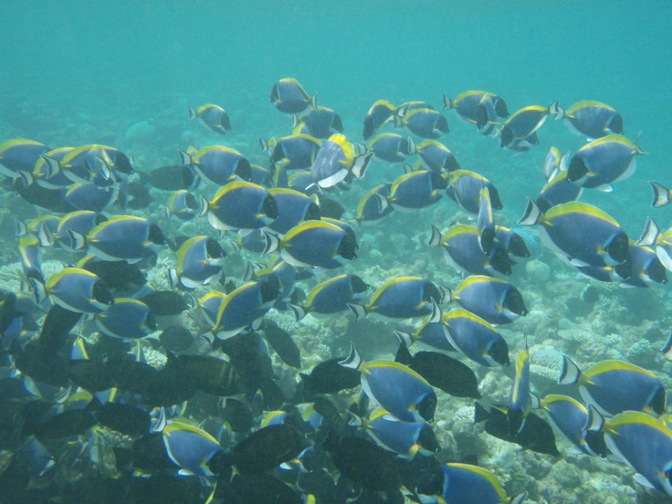 Fische Meeru Maldives Resort Island