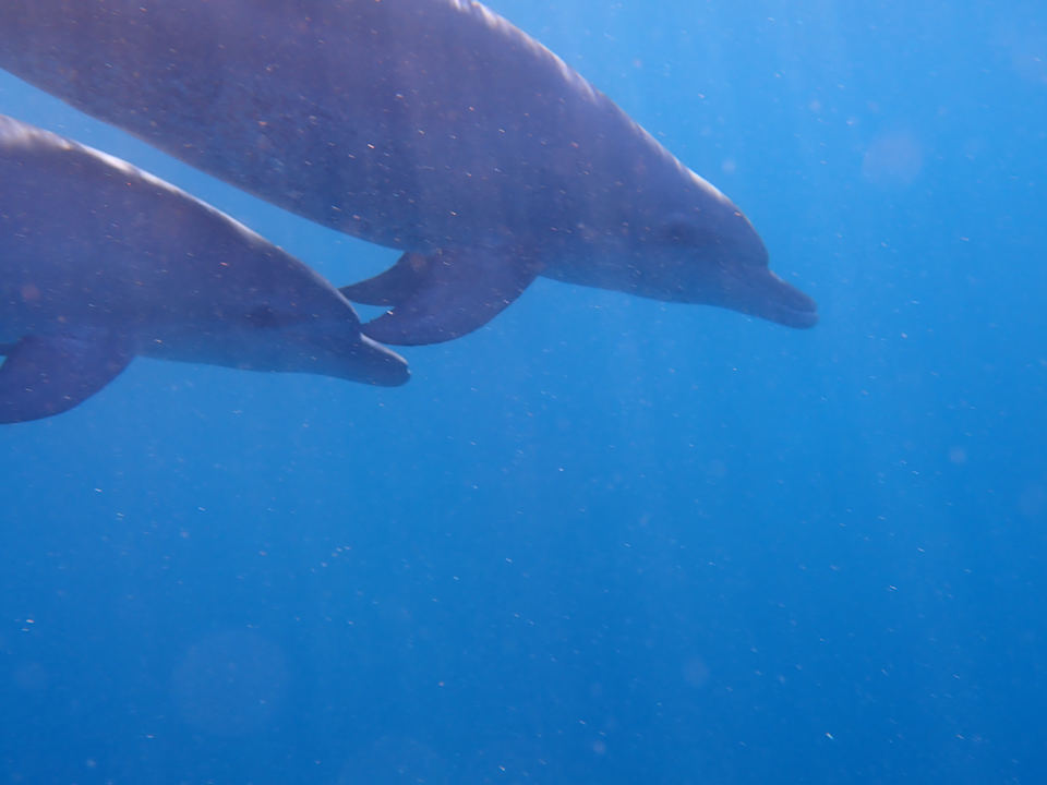 Sonstiges Steigenberger Coraya Beach - Adults only