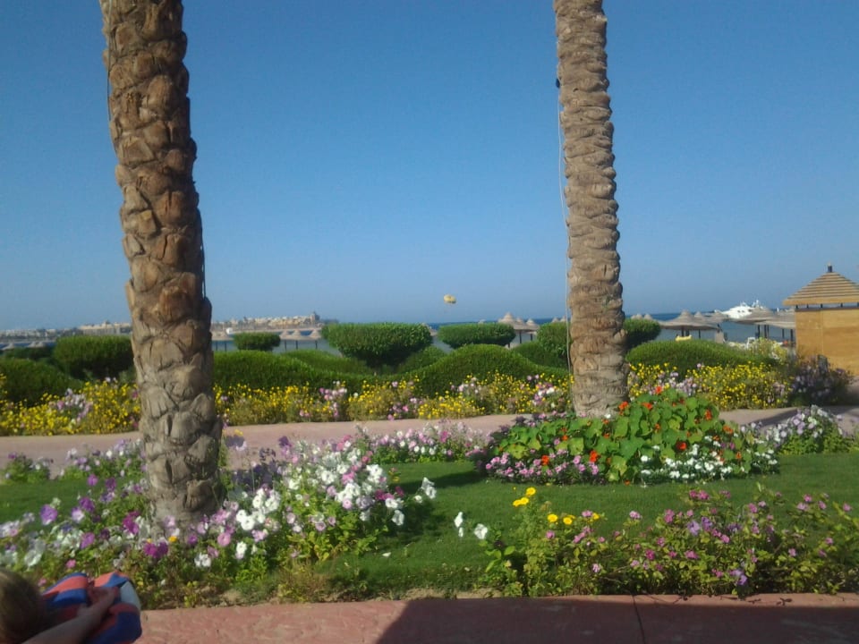 Blumen am Pool Cleopatra Luxury Resort Makadi Bay