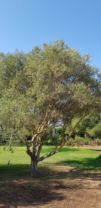 Gartenanlage Finca Can Gamundi