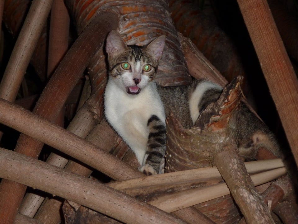 Katze im Baum Catalonia Punta Cana - All Inclusive