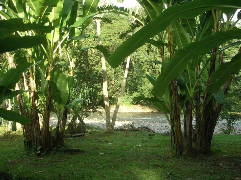 Rasenanlage neben dem Fluss   Hotel Selva Verde Lodge & Rainforest Reserve