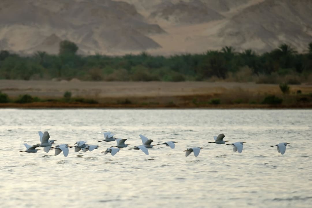 Nature at Baharia Hotel Sands Baharia