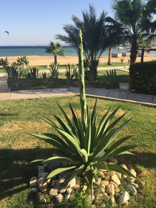 Gartenanlage Shams Prestige Abu Soma-Adults Only