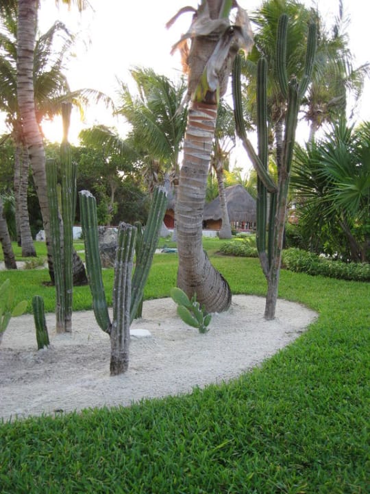 Ein kleines Stück vom großen Garten Catalonia Playa Maroma