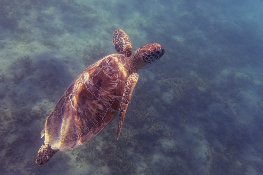 Sport & Freizeit Steigenberger Coraya Beach - Adults only