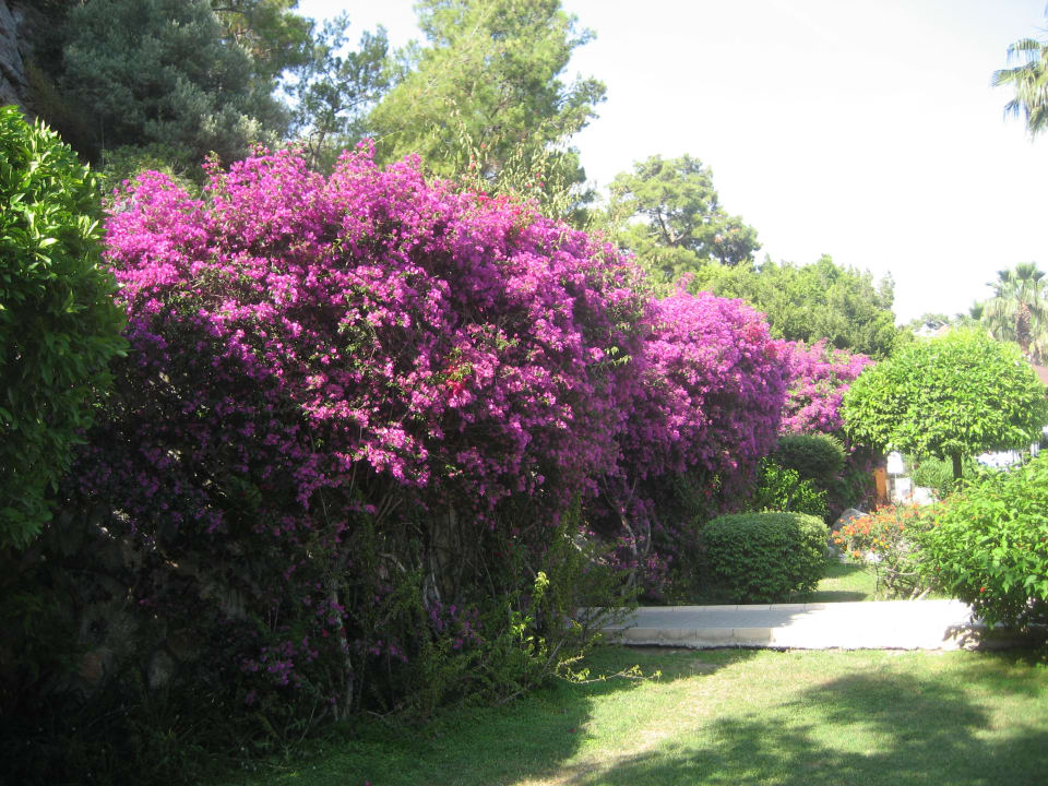 Gartenanlage TUI MAGIC LIFE Sarigerme