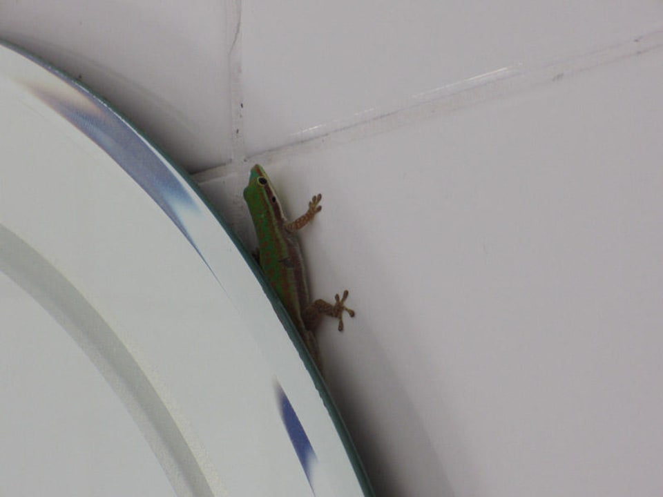 Ein kleiner Besucher Gold Beach Resort