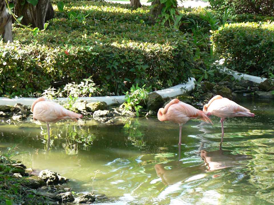 Flamingos Grand Palladium Select Bávaro Resort & Spa