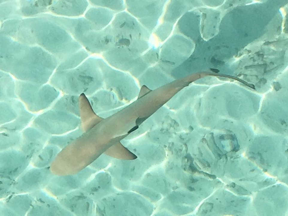 Strand Centara Ras Fushi Resort & Spa Maldives