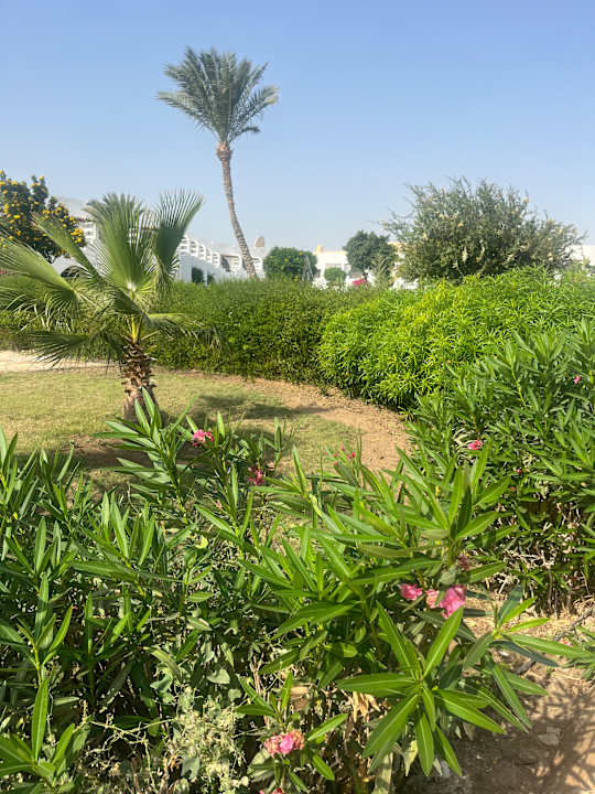 Gartenanlage Three Corners Equinox Beach Resort