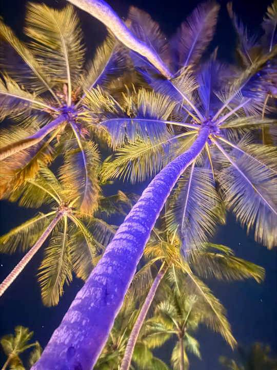 Gartenanlage Hotel Viva Dominicus Palace by Wyndham-All Inclusive Resort