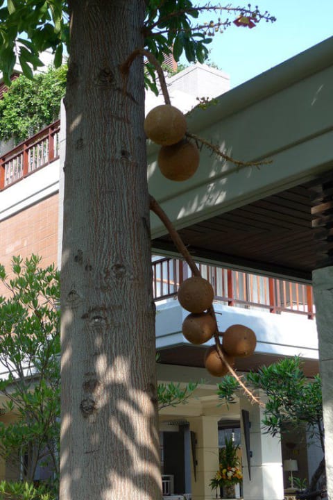 Wff Hotelbild  Hotel Rest Detail Hua Hin