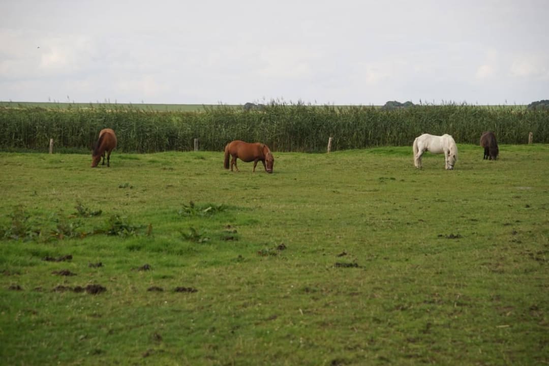 Hoftiere  Ferienhof Westerhörn