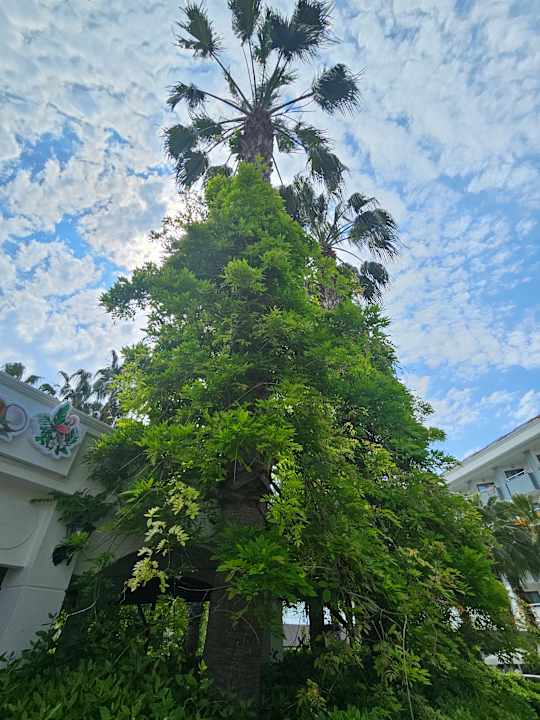 Gartenanlage Hane Family Resort