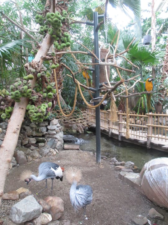 Zentrum Center Parcs De Kempervennen