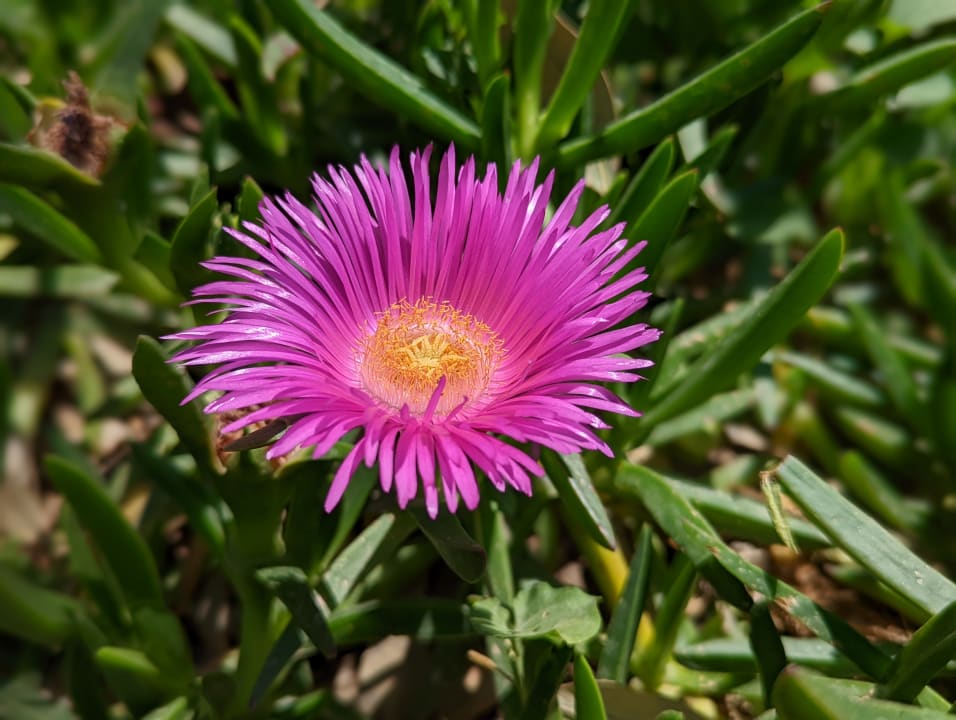 Gartenanlage Apollonia Beach Resort & Spa