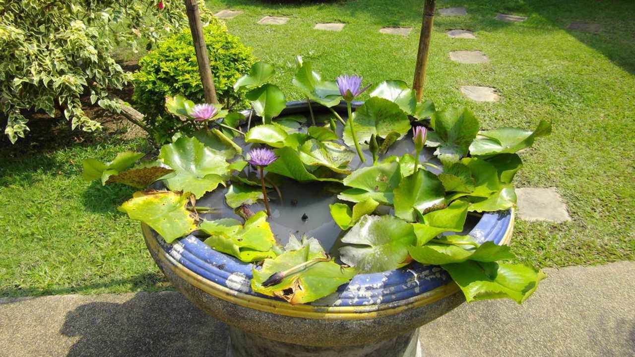 Nomen est omen Phuket Lotus Lodge