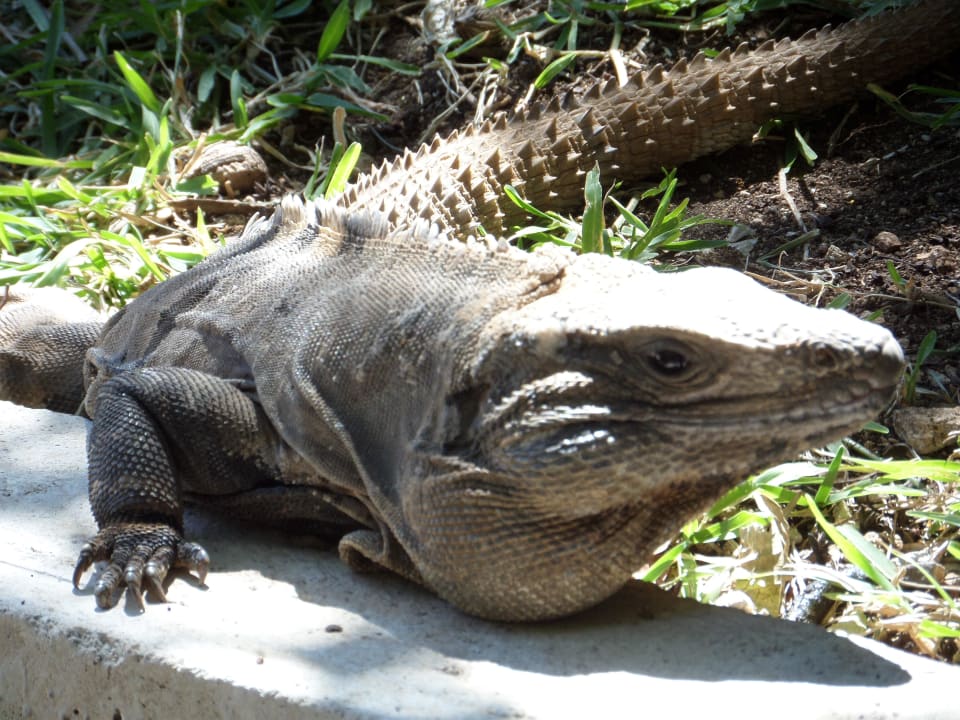 Hier gabs einiges zu sehen Sandos Playacar Select Club Adults only - All Inclusive