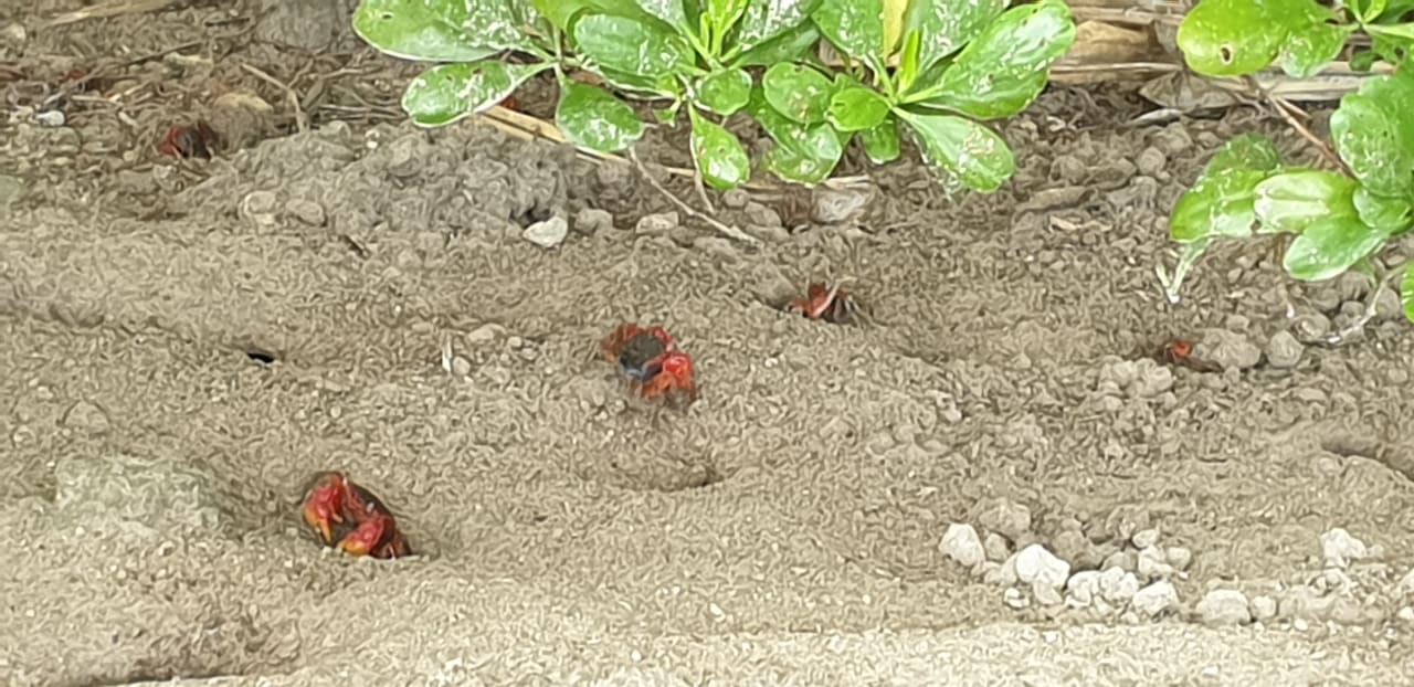 Strand STORY Seychelles