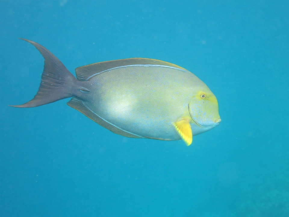 Am Hausriff Kuredu Island Resort & Spa